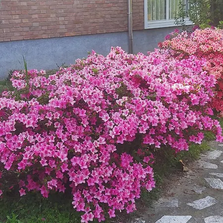 Silvia Olivetti Bed & Breakfast 4*