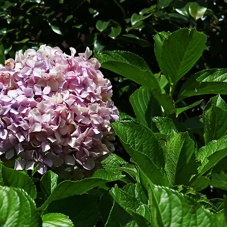 Oda ve Kahvaltı Silvia Olivetti